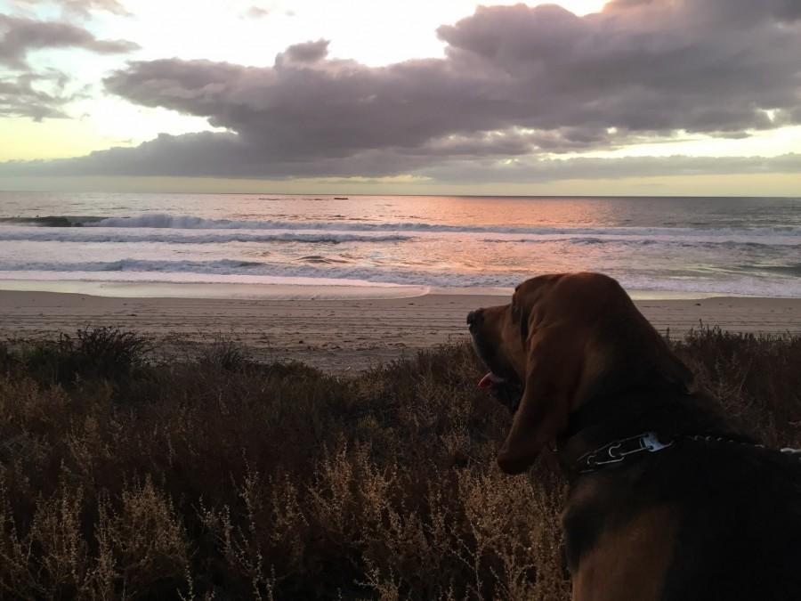 Beach Trail and Bloodhound